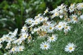 Field of White Daisy Flowers Royalty Free Stock Photo