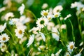 Field of white daisy flowers.