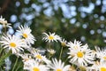 Field of White Daisy Flowers Royalty Free Stock Photo
