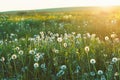 field of white dandelion flowers, morning sunrise light Royalty Free Stock Photo