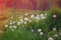Field with white dandelions fuzzy balls in sunset light. Royalty Free Stock Photo