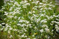 Field of white fleabane flowers on green stems