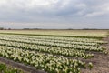 A field with white flowering hyacinth bulbs Royalty Free Stock Photo