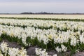 A field with white flowering hyacinth bulbs Royalty Free Stock Photo