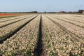 A field with white flowering hyacinth bulbs Royalty Free Stock Photo