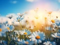 A Field Of White Flowers Royalty Free Stock Photo