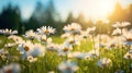 a field of white flowers