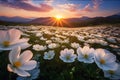 Field with white flowers, daisies at sunset over the mountain ranges. Flowering flowers, a symbol of spring, new life Royalty Free Stock Photo