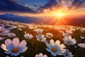 Field with white flowers, daisies at sunset over the mountain ranges. Flowering flowers, a symbol of spring, new life Royalty Free Stock Photo