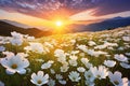 Field with white flowers, daisies at sunset over the mountain ranges. Flowering flowers, a symbol of spring, new life Royalty Free Stock Photo