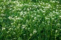 A field of white flowers with green stems and leaves. Anthriscus sylvestris, known as cow parsley. Little white flowers Royalty Free Stock Photo