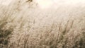 A field of white flowers resembling a field of wheat.