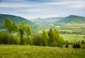 Field of white flowers. Spring in mountains