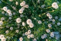 Field with white fluffy dandelions. blowball top view Royalty Free Stock Photo