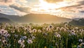 Field of white fluffy dandelions at sunrise Royalty Free Stock Photo