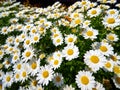 Field of white marguerite daisy on sun shine Royalty Free Stock Photo