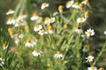 Field white medicinal chamomile in nature grows