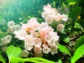A field of white mountain laurel flowers blooming Royalty Free Stock Photo