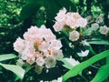 A field of white mountain laurel flowers blooming Royalty Free Stock Photo