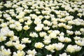 Field of white peony tulips Mount tacoma tulips background. Mondial double tulips Royalty Free Stock Photo