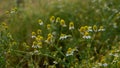 Field of white petals Marguerite daisy in fallen season, green leaves on background