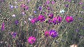 Field with white and pink cosmos flowers sway on the wind