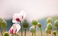 Field of white poppies Royalty Free Stock Photo