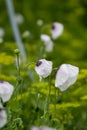 Field of white poppies Royalty Free Stock Photo