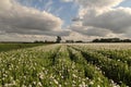 A field with white poppies and a sky with big clouds in summer in holland Royalty Free Stock Photo