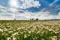 Field of white poppies on a sunny day Royalty Free Stock Photo