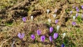 Dreilaendereck - Field of white and purple crocuses flowers in full bloom on idyllic alpine meadow on Dreilaendereck Royalty Free Stock Photo