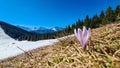 Dreilaendereck - Field of white and purple crocuses flowers in full bloom on idyllic alpine meadow on Dreilaendereck Royalty Free Stock Photo