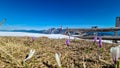 Dreilaendereck - Field of white and purple crocuses flowers in full bloom on idyllic alpine meadow on Dreilaendereck Royalty Free Stock Photo