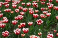 Field of white and red tulips. Field of multi color tulips at spring. Royalty Free Stock Photo