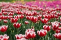 Field of white and red tulips. Field of multi color tulips at spring. Royalty Free Stock Photo