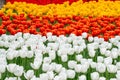 Field of white red and yellow tulips in Hangzhou