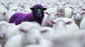 In a field of white sheep, surrounded by their white counterparts. All the sheep are looking at the camera. Generated AI Royalty Free Stock Photo