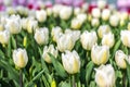 Field of white tulips at sunset Floral background Tulip spring flowers concept Hello spring Royalty Free Stock Photo