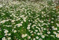 Field of white wild daisys in full bloom. Royalty Free Stock Photo