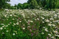 Field of white wild daisys in full bloom. Royalty Free Stock Photo