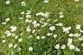 Daisy Leucanthemum vulgare and common self-heal Prunella vulgaris on a lawn Royalty Free Stock Photo
