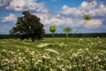 A Field of White Wildflowers