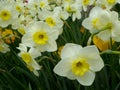 A field of white and yellow daffodils blooming Royalty Free Stock Photo