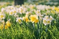 field of white and yellow daffodils in spring Royalty Free Stock Photo