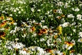 Field Of White And Yellow Wild Flowers On Green Stalks Royalty Free Stock Photo