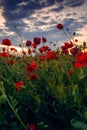 Field of wild beautiful poppies growing in a cozla field