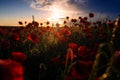 Field of wild beautiful poppies growing in a cozla field Royalty Free Stock Photo