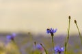 Field of wild blue flowers, chamomile and wild daisies in spring, in remote rural area, intentional blur Royalty Free Stock Photo