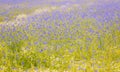 Field of wild blue flowers, chamomile and wild daisies in spring, in remote rural area, intentional blur Royalty Free Stock Photo