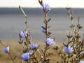 Field of Wild Blue squill Flowers in a Field